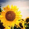 sunhartdesigns